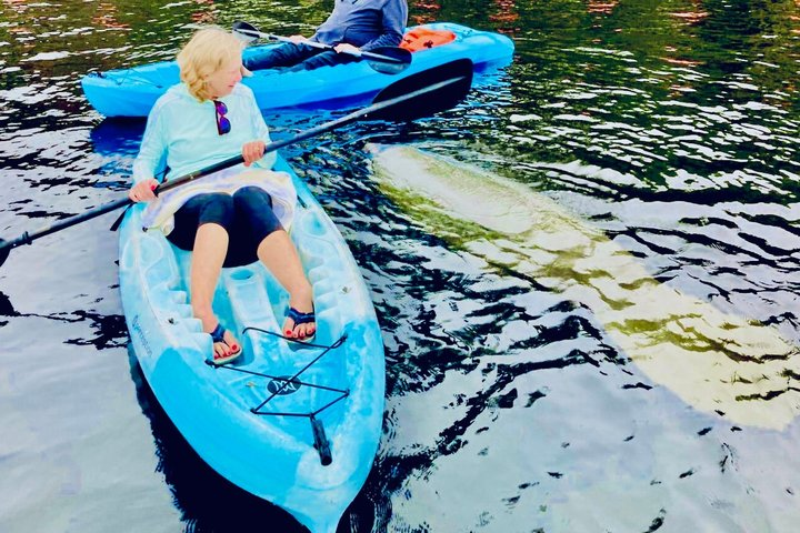 Dolphin, Manatee and SeaTurtle SUP Adventure Tour of St Augustine - Photo 1 of 23